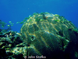 Captured pic while diving in Key Largo, Fl.  Using my Oly... by John Stofko 